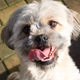 Illustration for article titled Why Are Dogs So Insanely Happy to See Us When We Get Home?